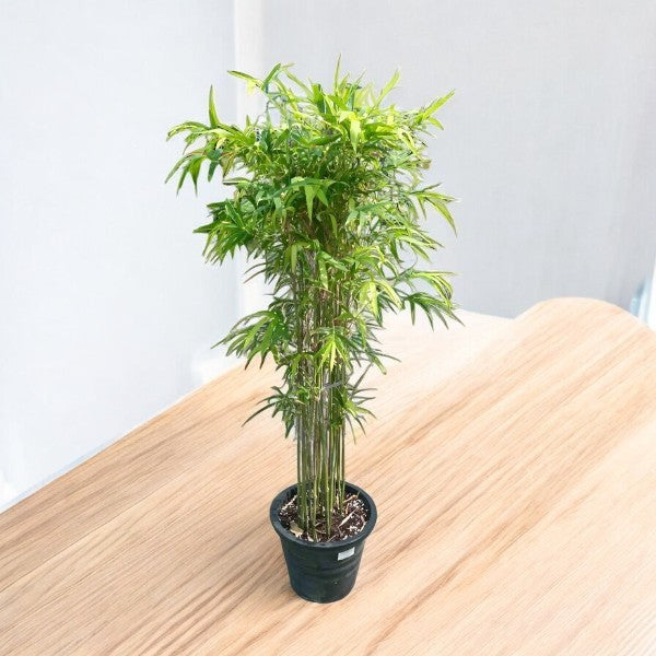 Bambusa Multiplex – Hedge or Clumping Bamboo: Complete Care Guide for the UAE