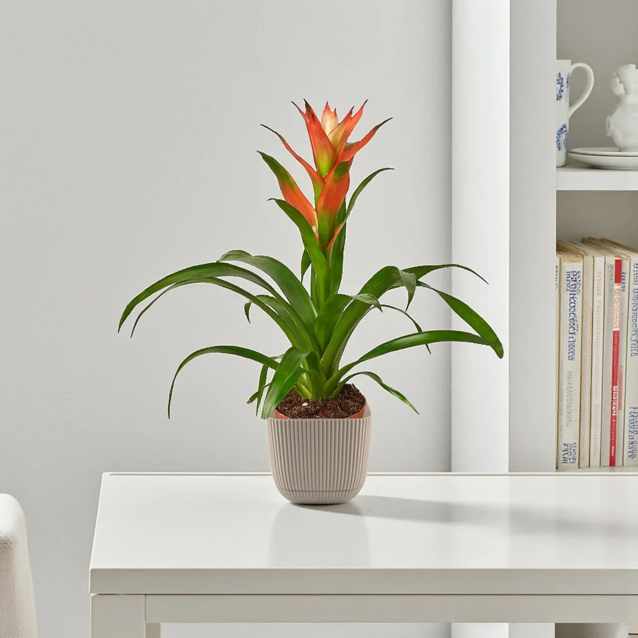 Guzmania Plant – Scarlet Star: Complete Care Guide for the UAE