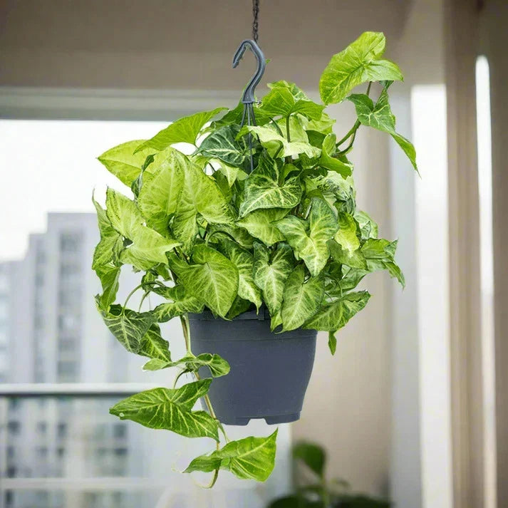 Syngonium White Butterfly Plant – Care Guide for Dubai &amp; UAE