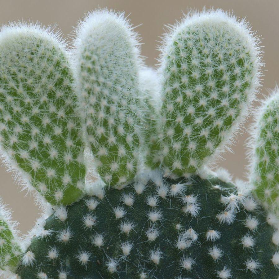 Opuntia Cactus – Bunny Ears Plant Care Guide for the UAE