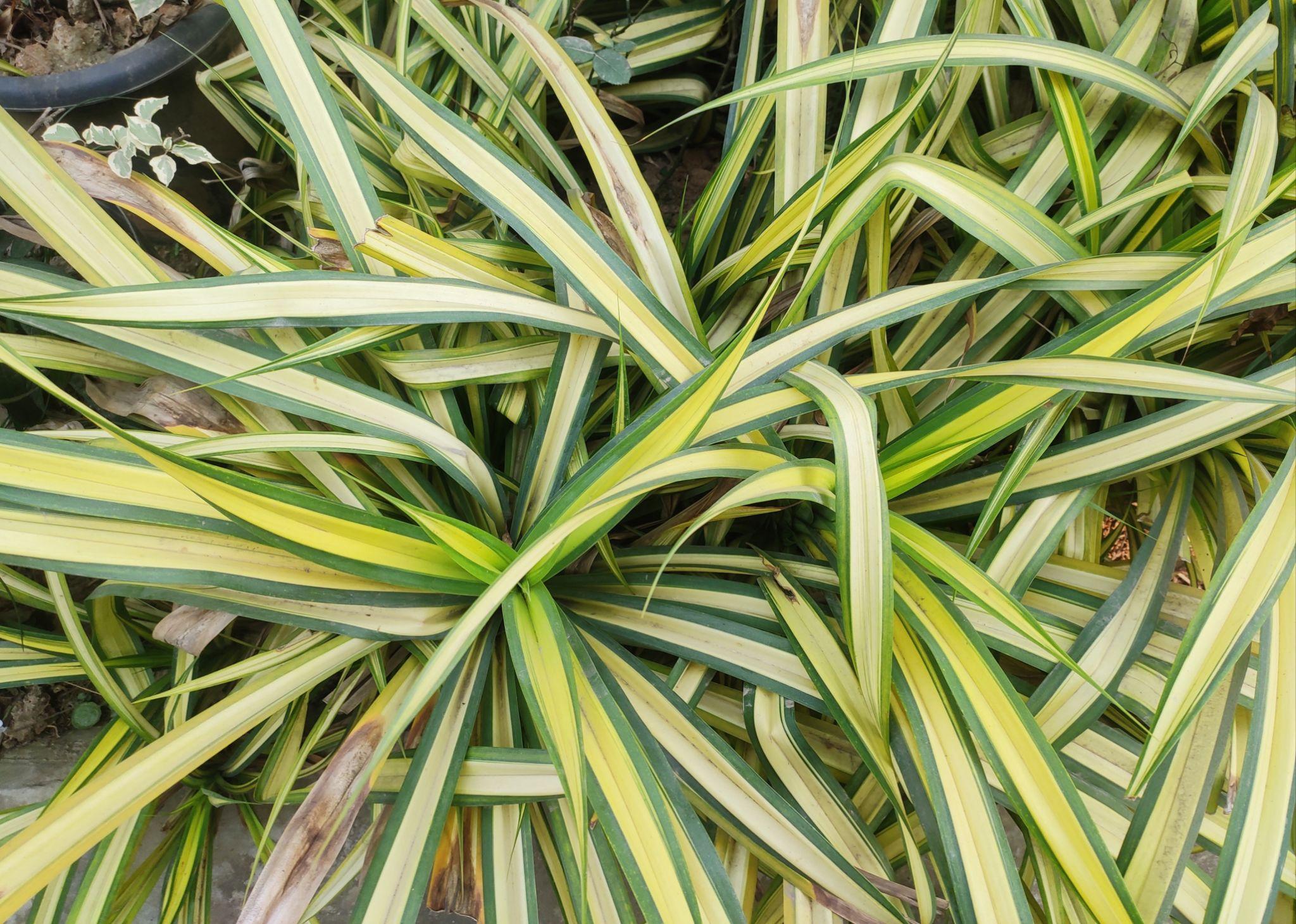 Pandanus Baptistii Variegata – Variegated Pandanus Care Guide for the UAE