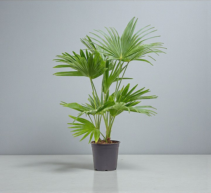Livistona Palm – Chinese Fan Palm Care Guide in the UAE