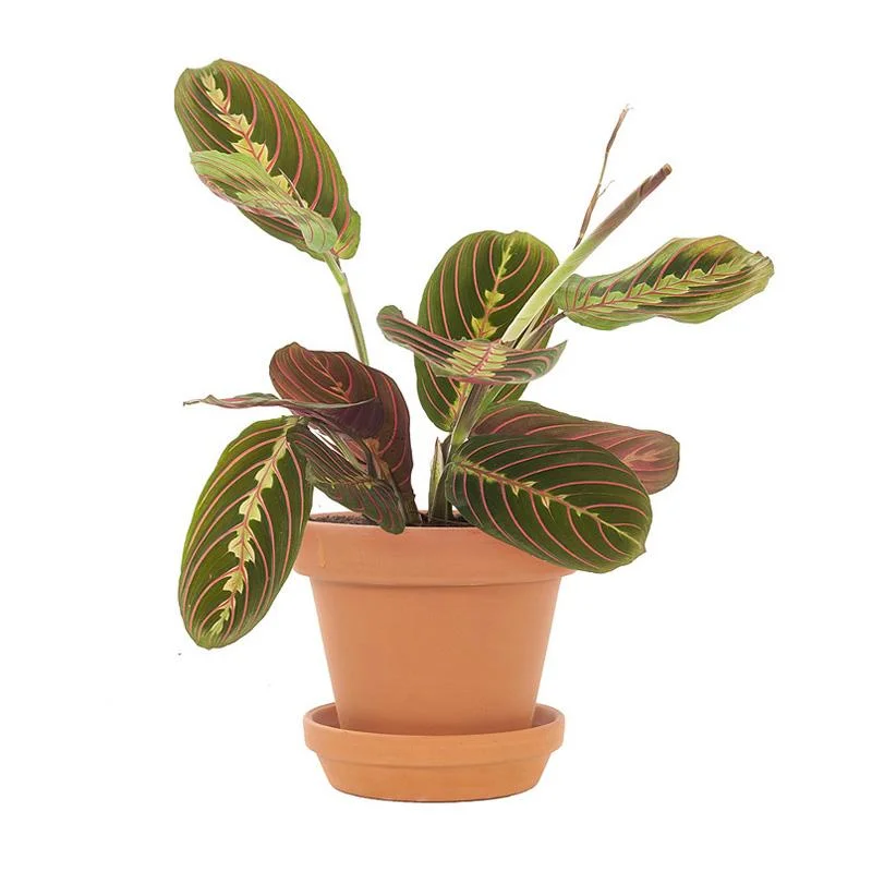 Maranta Leuconeura Fascinator Plant (Tricolor Prayer Plant) Care Guide for UAE