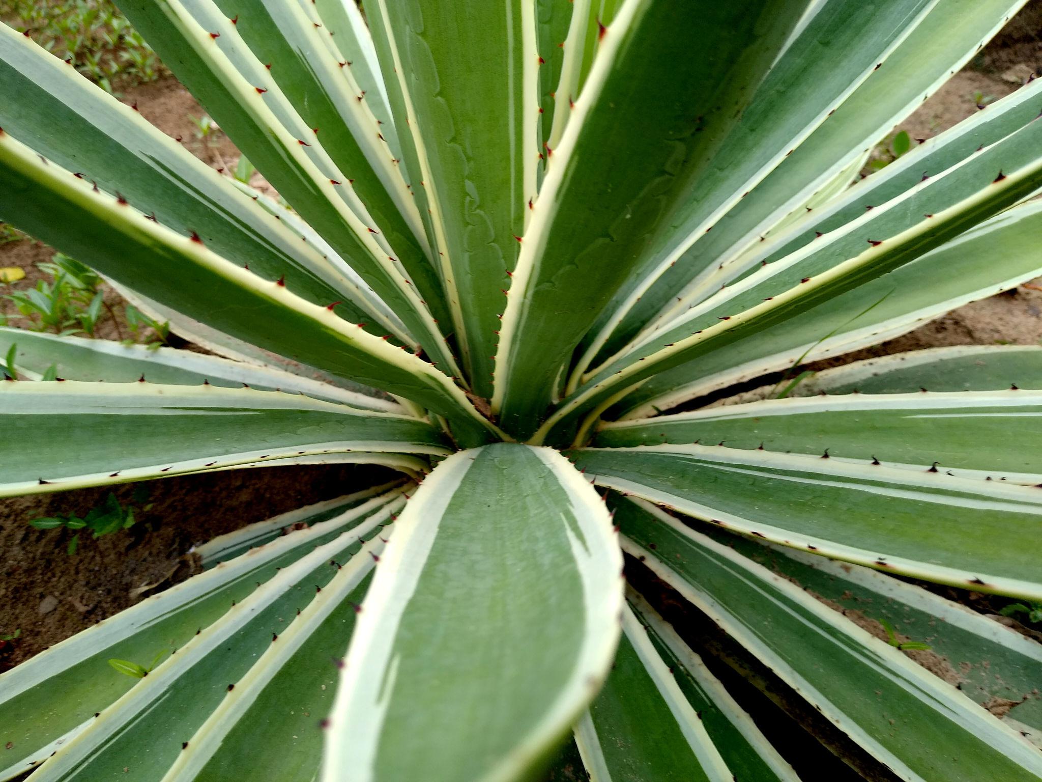 Agave angustifolia – Caribbean Agave Plant Care Guide for the UAE