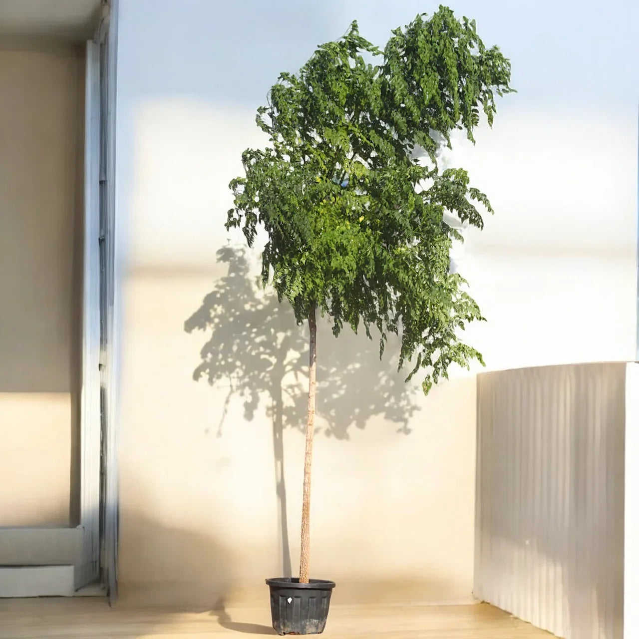 Millingtonia Hortensis – Indian Cork Tree (Tree Jasmine) Care Guide for Dubai & UAE
