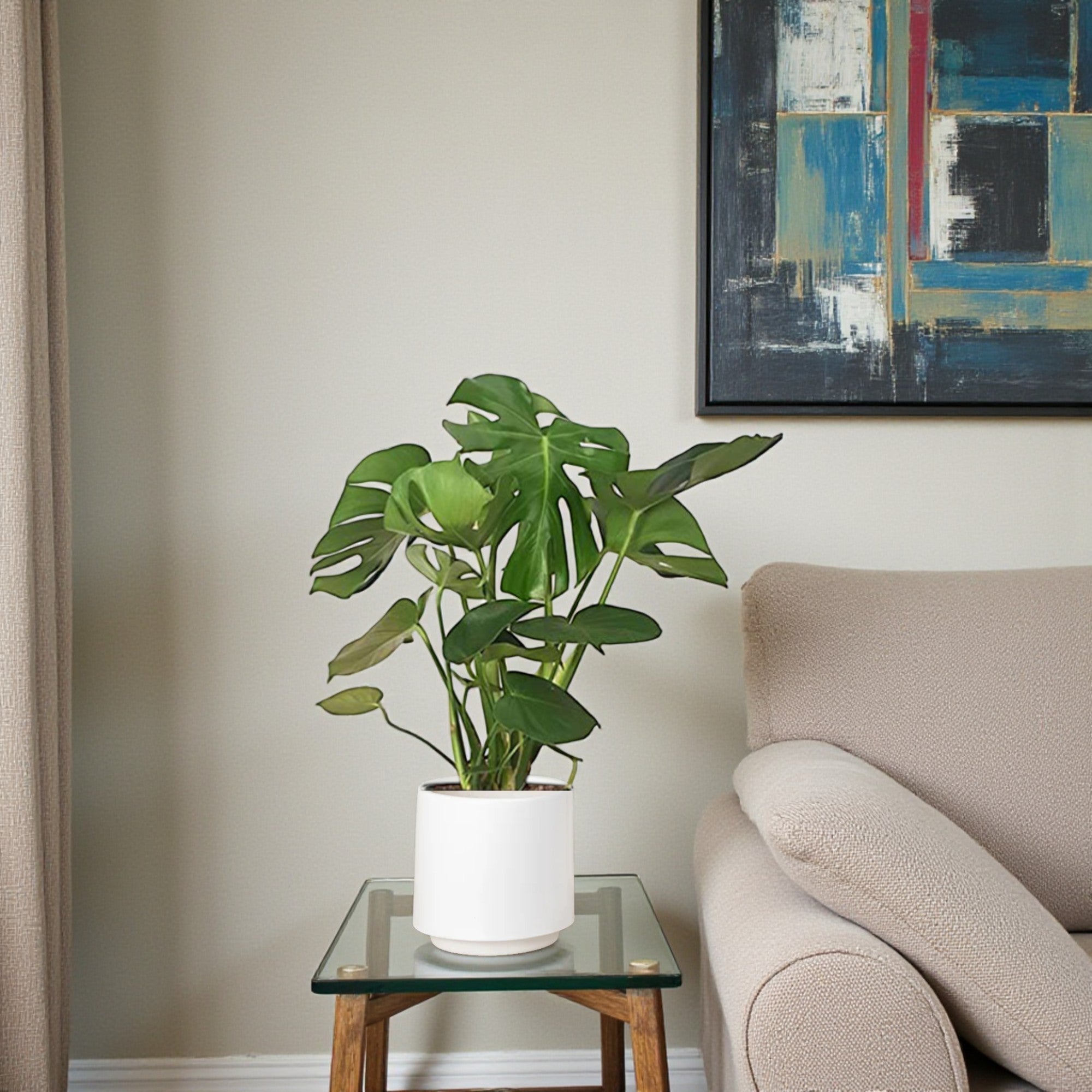 Monstera Deliciosa Plant (Swiss Cheese Plant) – Care Guide for UAE Homes 🌿