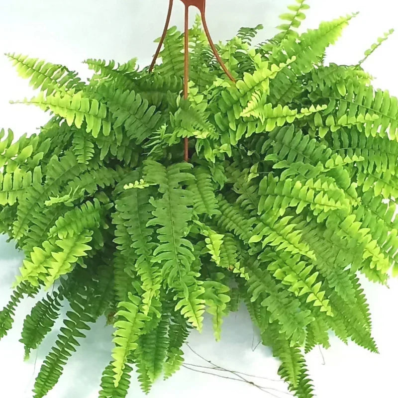 Boston Fern: Complete Care Guide for the UAE