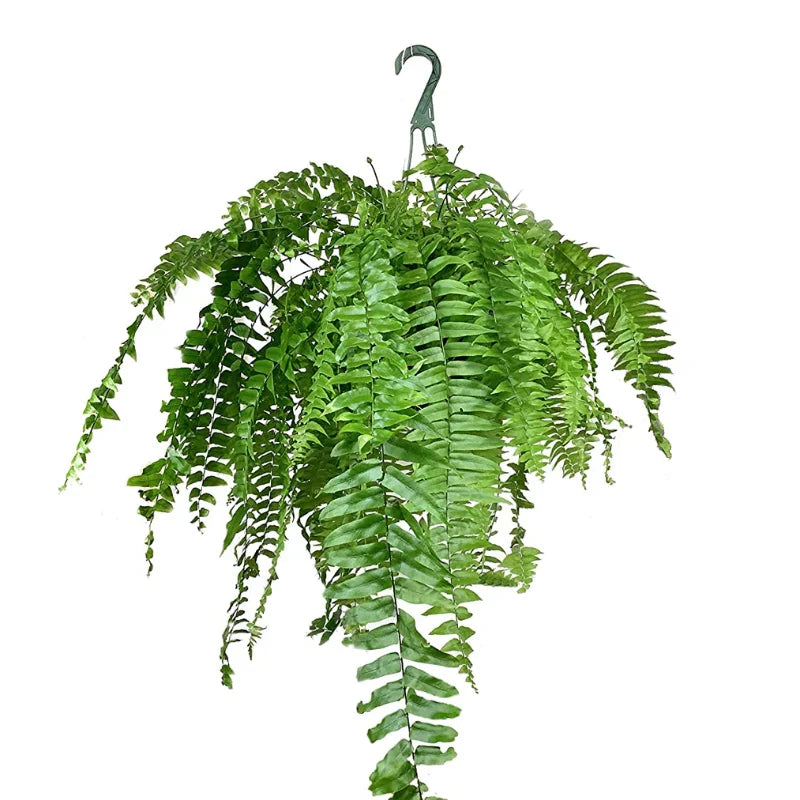 Nephrolepis Fern – Boston Fern: Complete Care Guide for the UAE