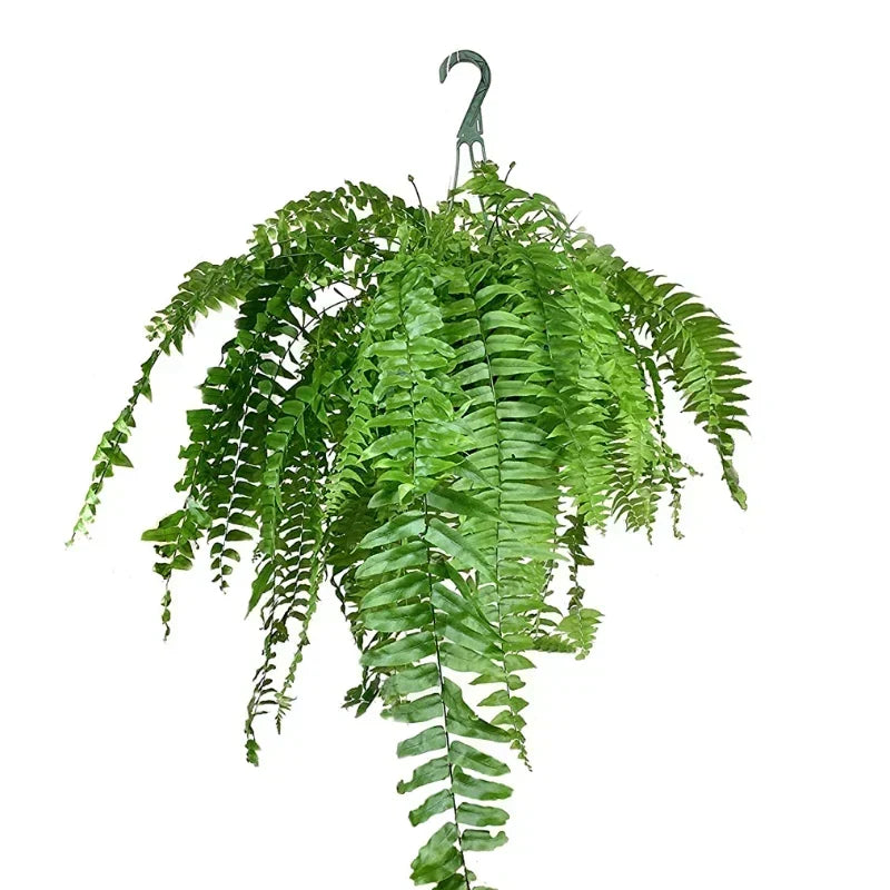 Nephrolepis Fern – Boston Fern: Complete Care Guide for the UAE