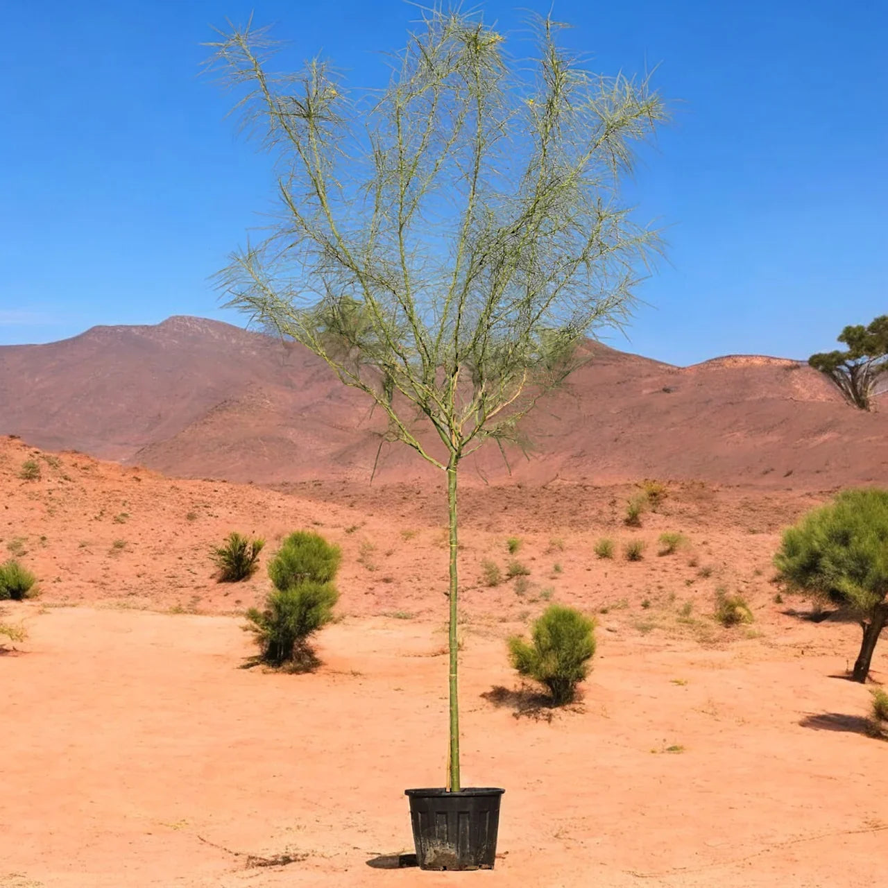 Parkinsonia Aculeata – Jerusalem Thorn Tree Plant Care Guide for Dubai & UAE