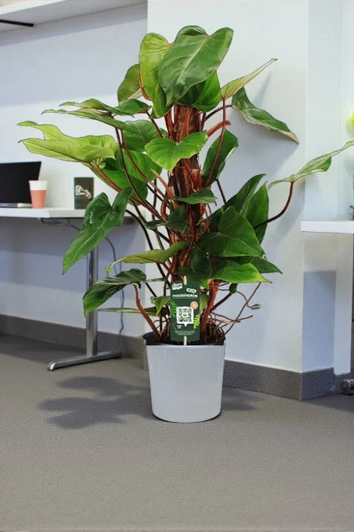 Philodendron Plant – Red Emerald: Complete Care Guide for Dubai &amp; UAE