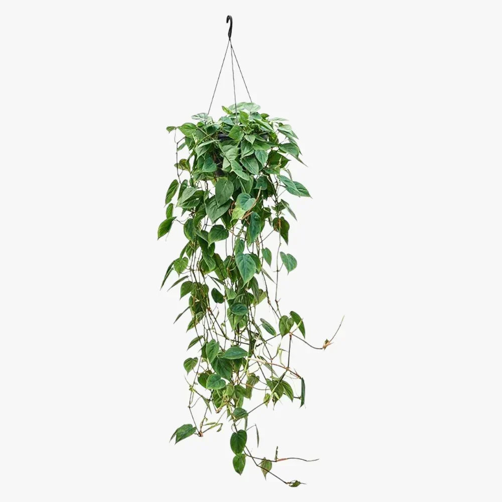 Philodendron Scandens – Hanging Plant Care Guide for the UAE
