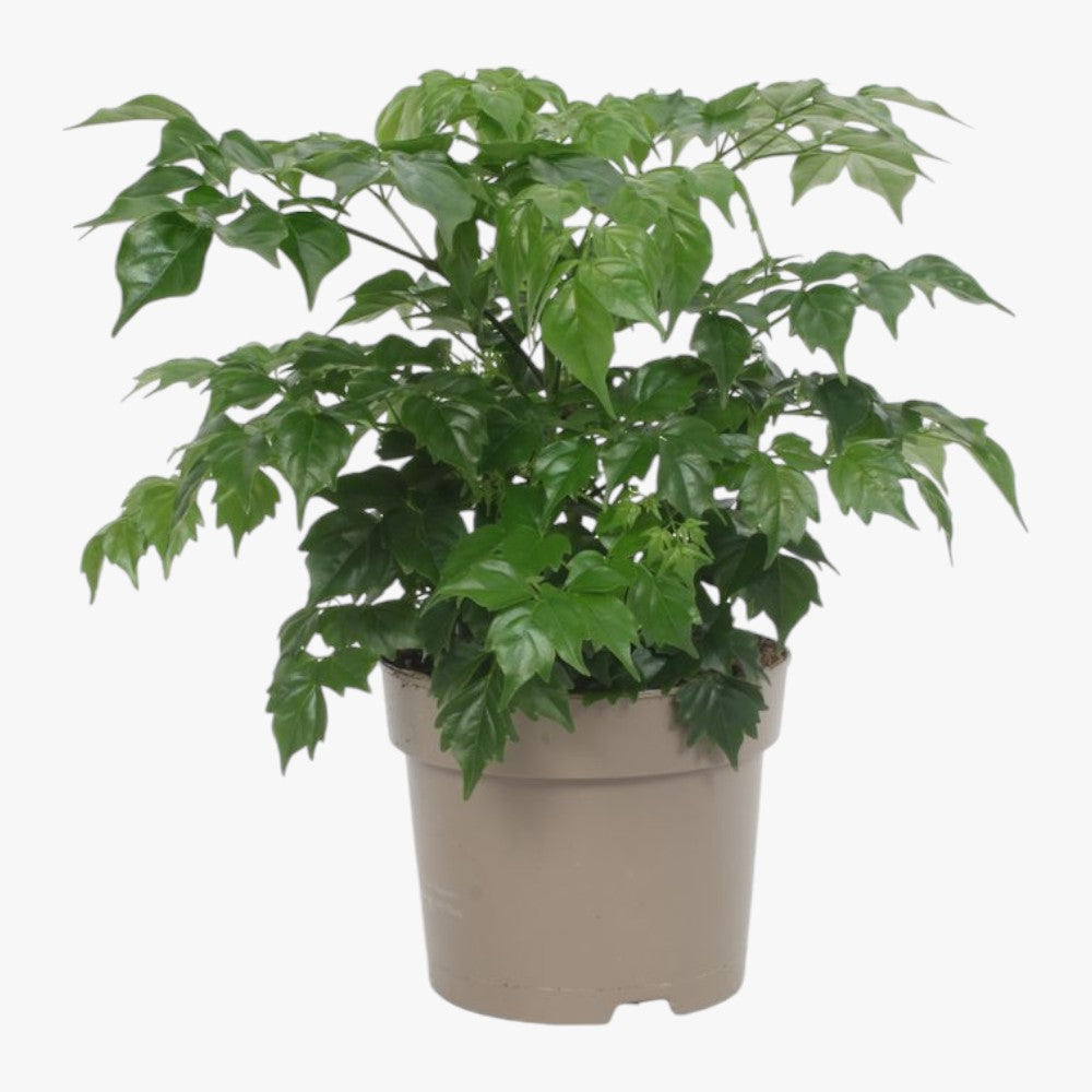 Radermachera Sinica – China Doll Tree Care Guide in the UAE