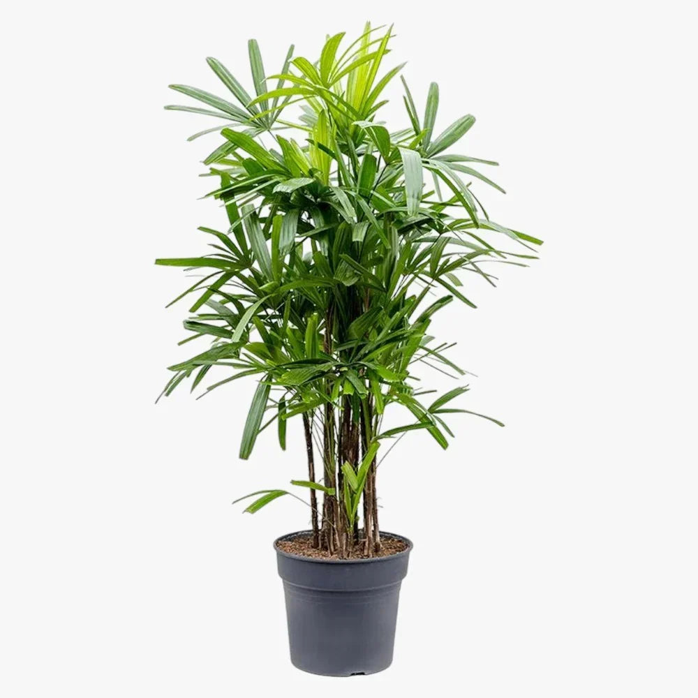 Rhapis excelsa – Miniature Fan Palm Care Guide in the UAE