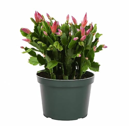 Schlumbergera – Christmas Cactus – Zygocactus Plant Care Guide for the UAE