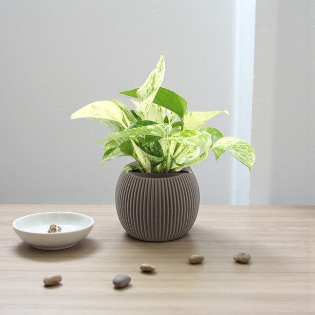 Scindapsus Marble Queen Plant – Complete Care Guide for the UAE