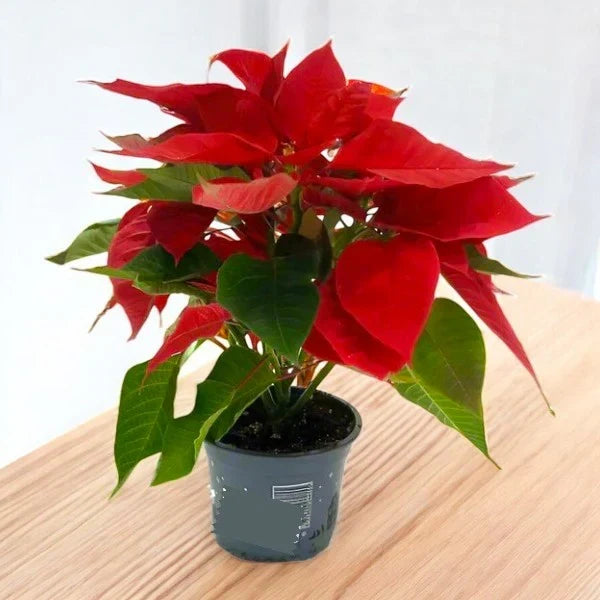 Poinsettia Christmas Plant 20–30cm – Complete Care Guide for the UAE