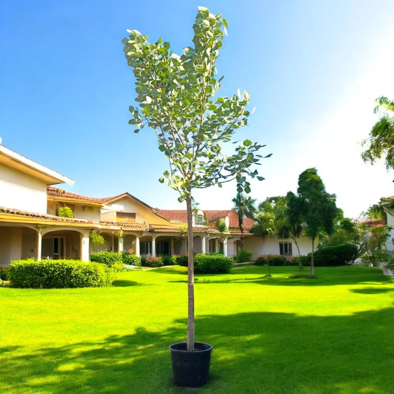 Bombax Ceiba – Red Silk Cotton Tree (Simbal) Care Guide for Dubai & UAE