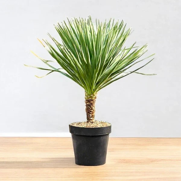 Spanish Dagger – Yucca gloriosa: Plant Care Guide for the UAE