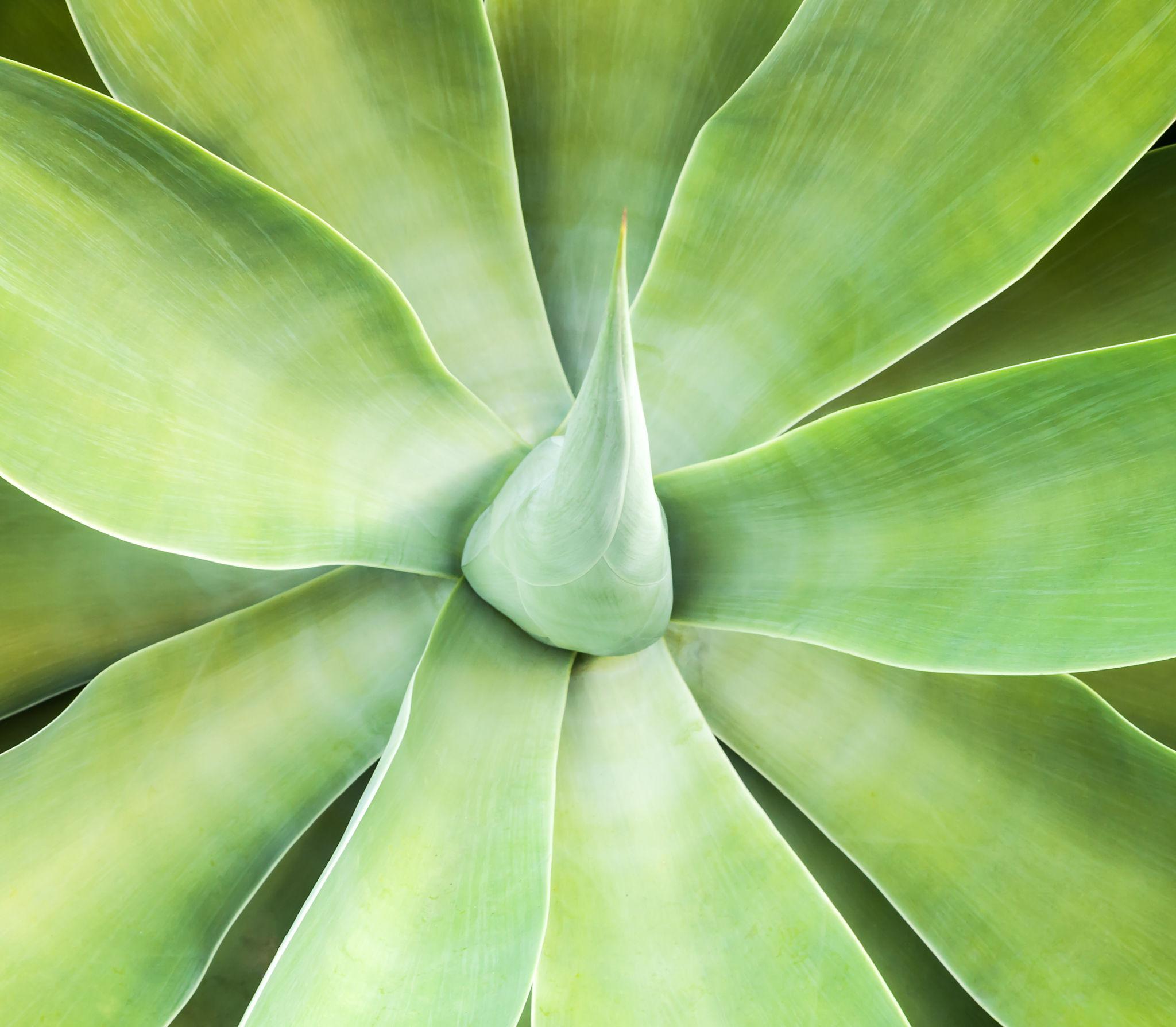 Agave Attenuata – Spineless Century Plant Care Guide for the UAE