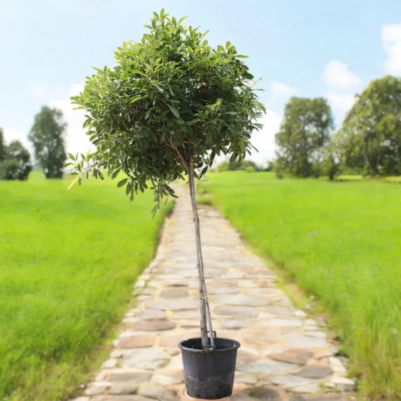 Tabebuia Rosea – Rosy Trumpet Tree Care Guide for Dubai & UAE