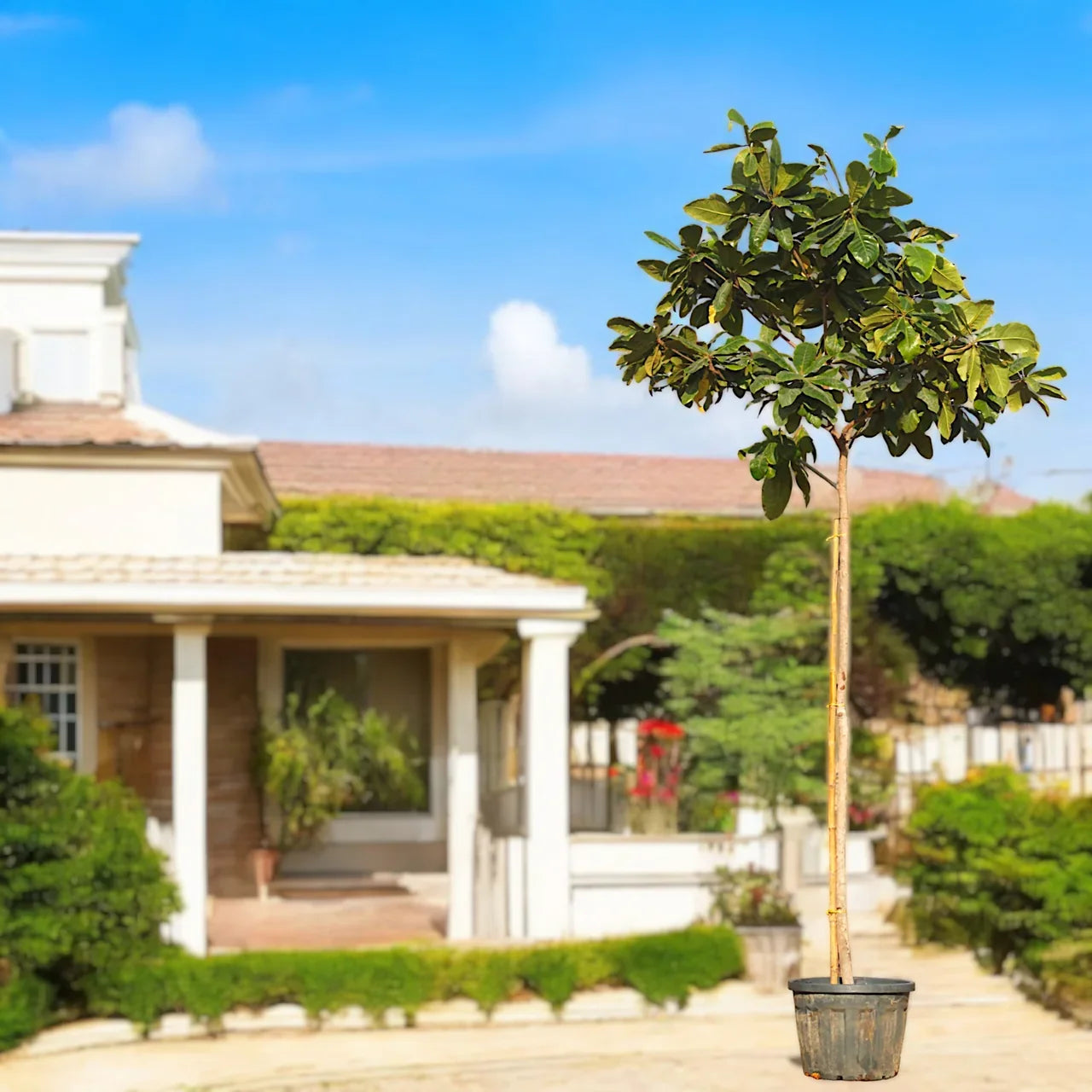 Terminalia Catappa – Indian Almond Tree Care Guide for Dubai & UAE