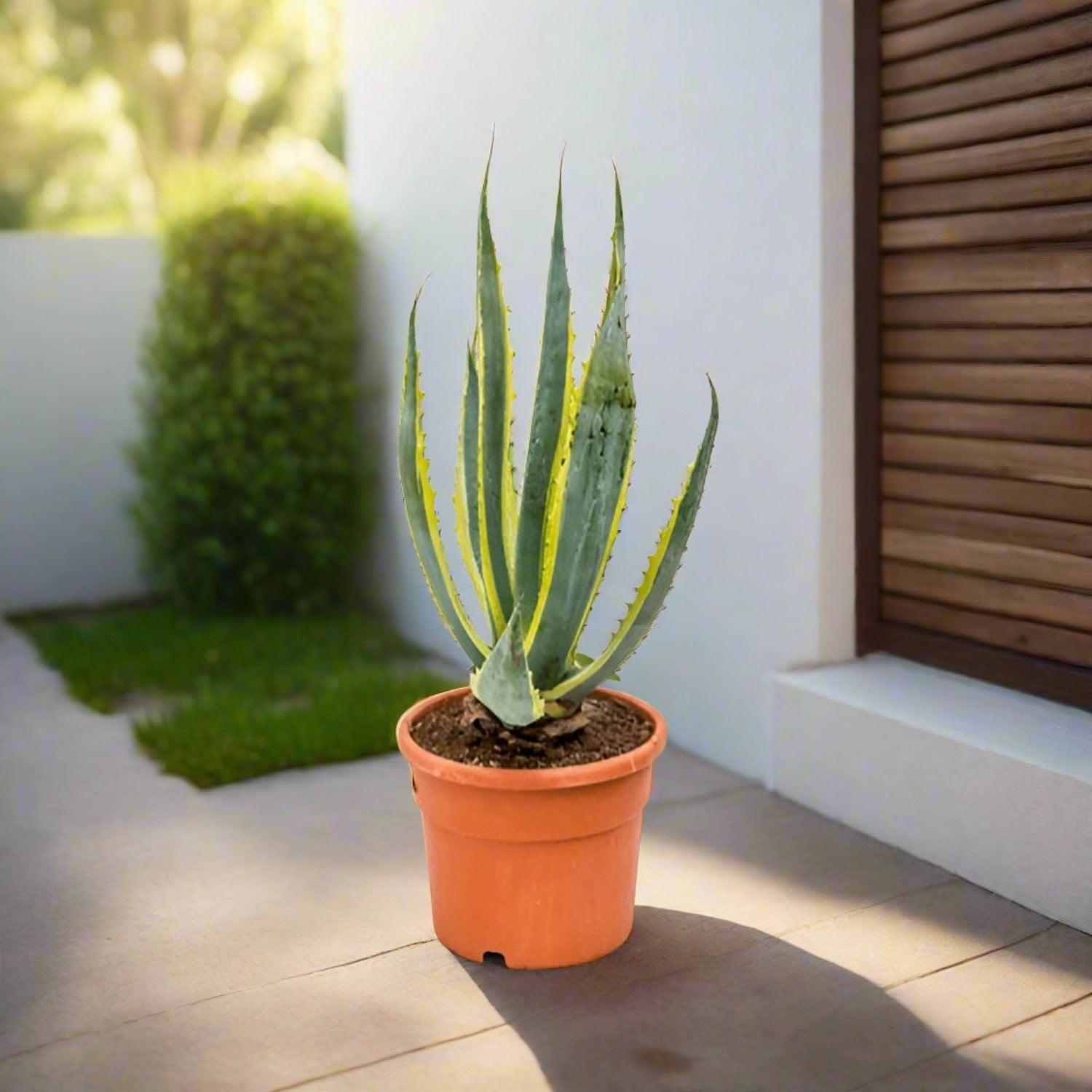 Agave Americana ‘Marginata’ – Variegated Century Plant Care Guide for the UAE