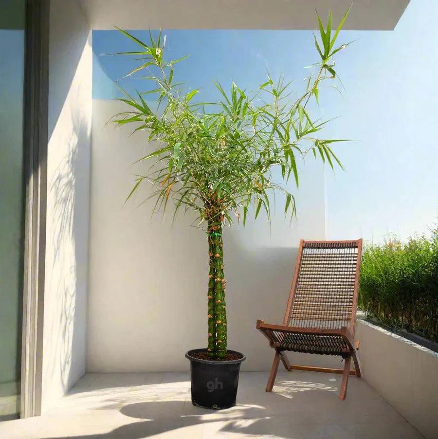 Bambusa Ventricosa – Buddha’s Belly Bamboo Care Guide for the UAE