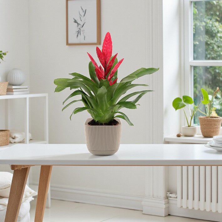 Vriesea Plant – Flaming Sword Plant: Complete Care Guide for the UAE