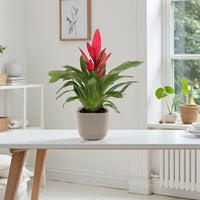 Vriesea Plant – Flaming Sword Care Guide in the UAE