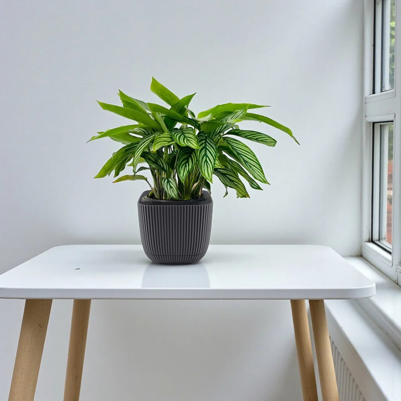 Calathea Vittata Plant Care Guide for Dubai &amp; UAE