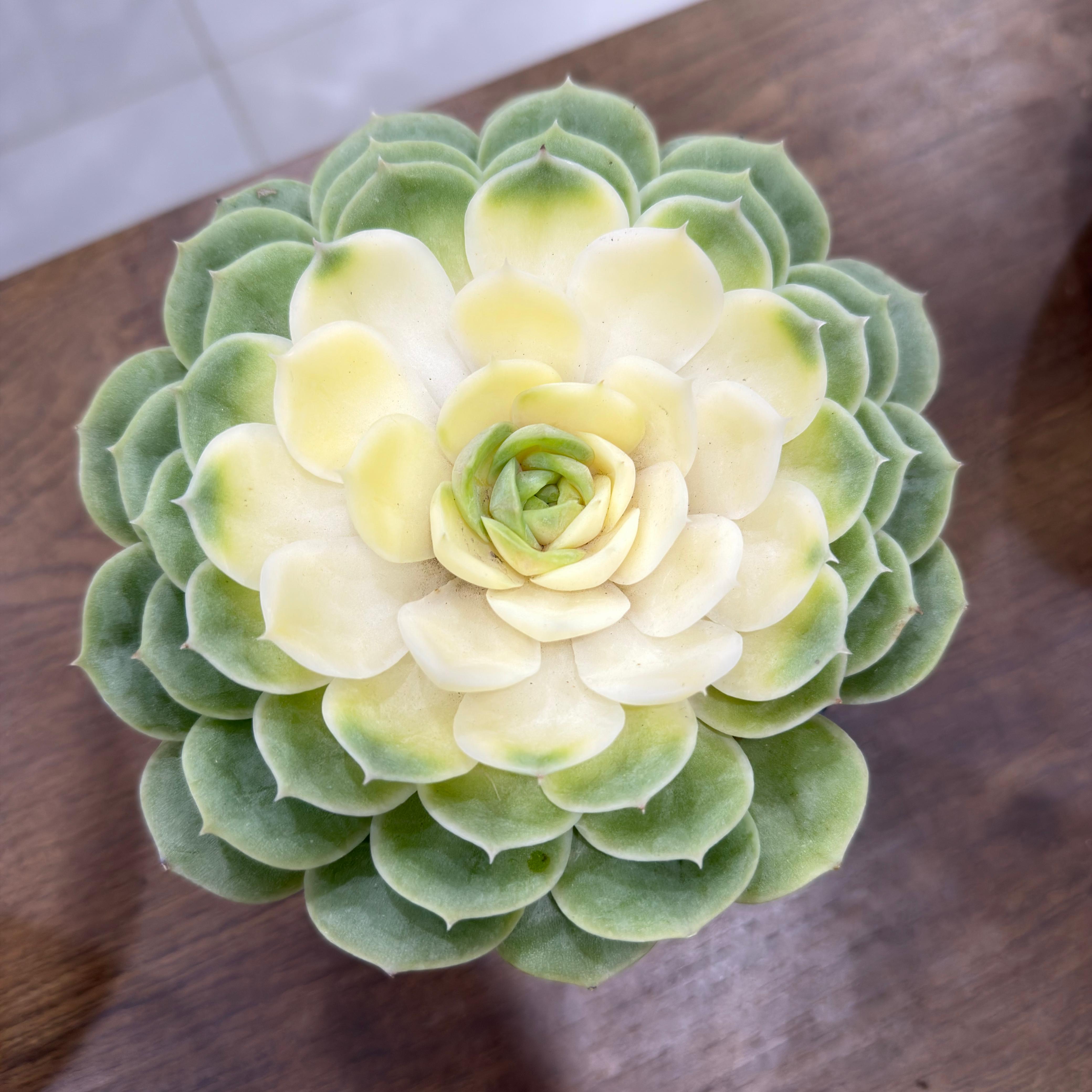 Succulents Care Guide in the UAE