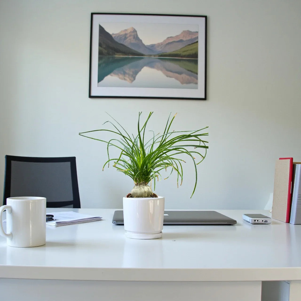 Beaucarnea Recurvata – Ponytail Palm Plant Care Guide for Dubai & UAE