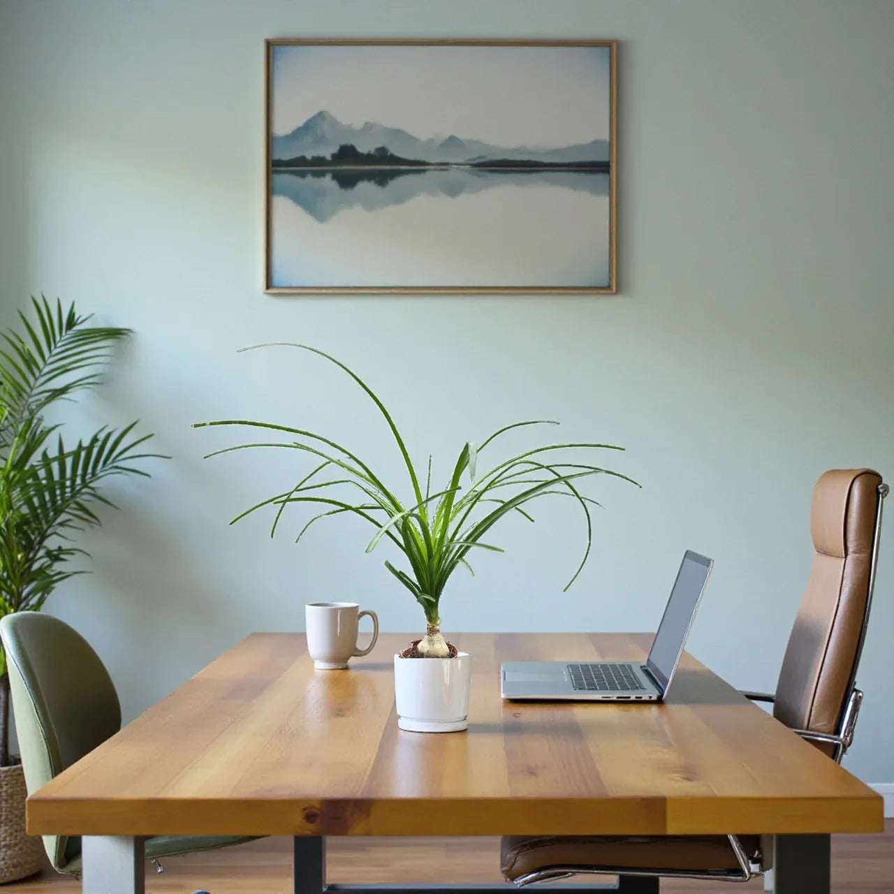 Ponytail Palm Care Guide in the UAE