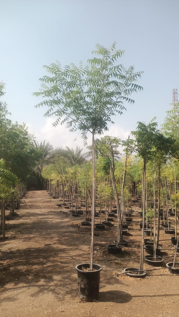 Azadirachta Indica – Neem Tree Plant Care Guide | Dubai &amp; UAE