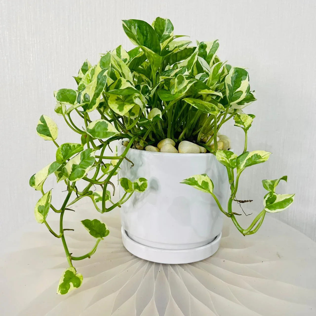Epipremnum Plant – Pothos N’ Joy: Complete Care Guide for Dubai & UAE