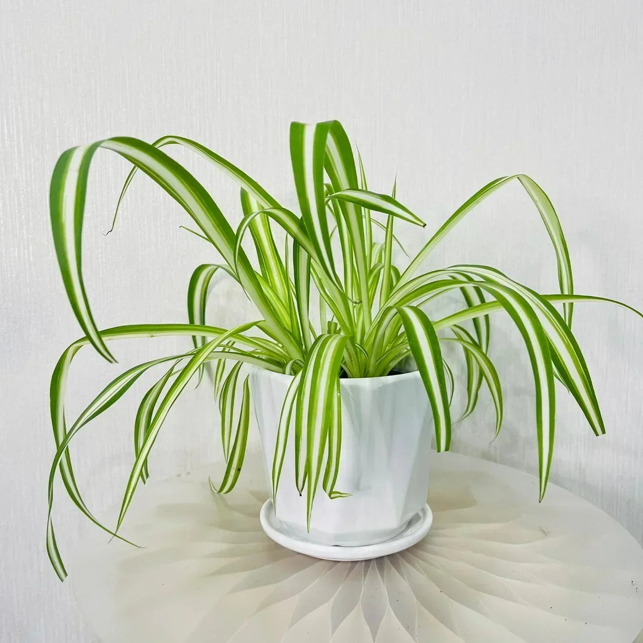 Spider Plant Care Guide for the UAE: Growing Chlorophytum Comosum