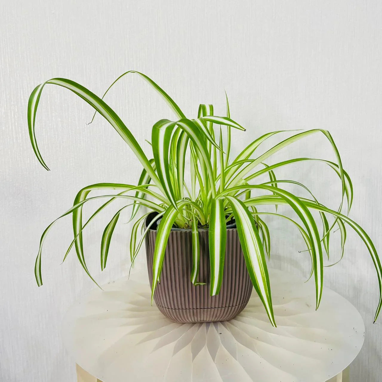 Chlorophytum Comosum ‘Variegatum’ – Spider Plant Care Guide for Dubai &amp; UAE