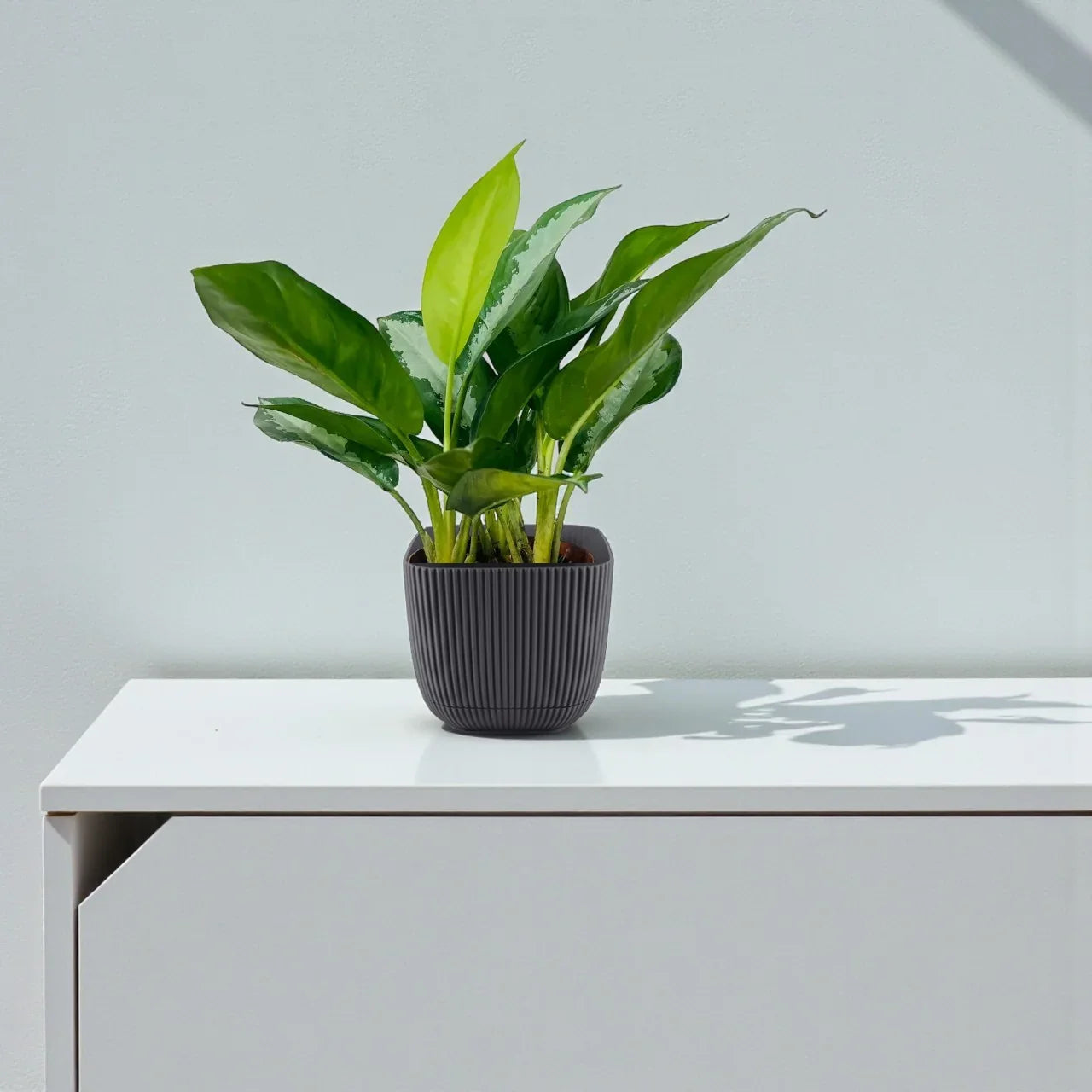 Aglaonema Plant – Chinese Evergreen Care Guide for Dubai & UAE