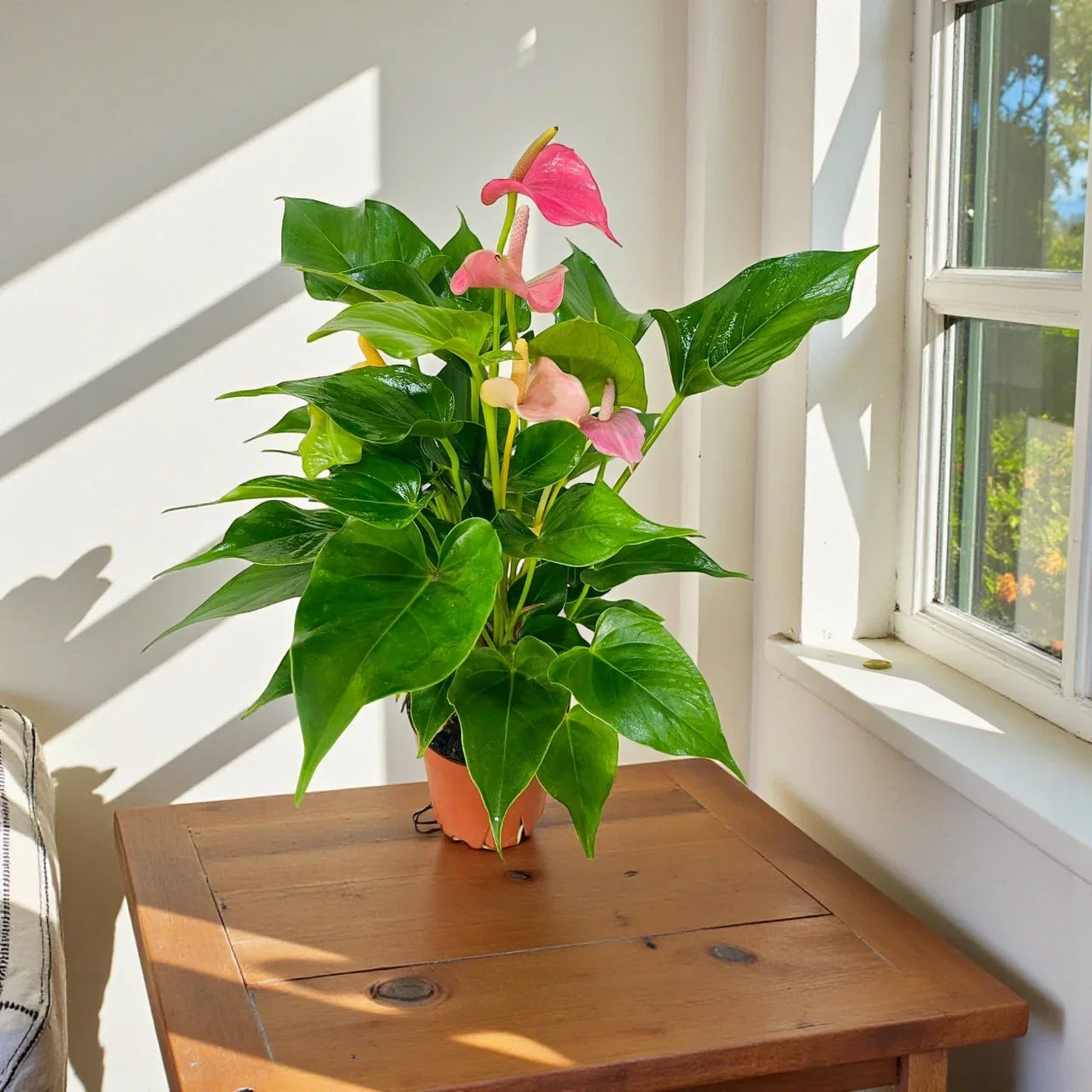 Anthurium Pink – Flamingo Flower Plant: Complete Care Guide for the UAE