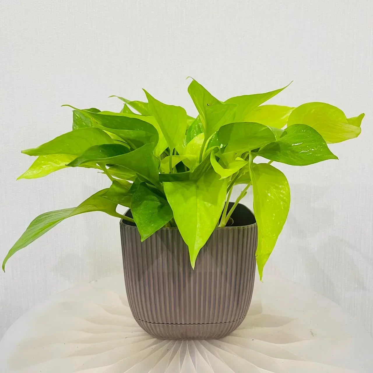 Scindapsus Golden Pothos Plant – Complete Care Guide for the UAE