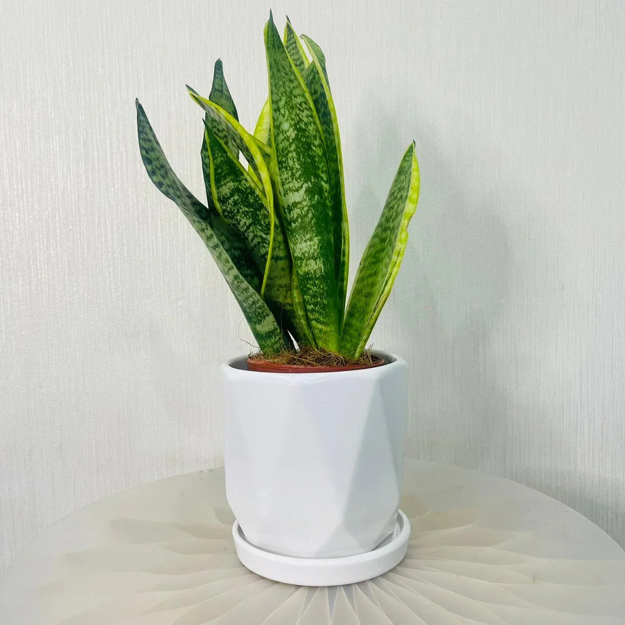 Sansevieria Trifasciata Plant – Snake Plant Care Guide for the UAE