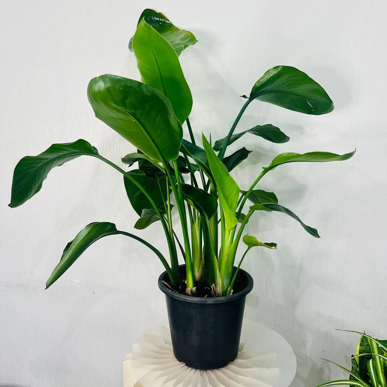 Strelitzia Nicolai – Bird of Paradise / Wild Banana: Care Guide for the UAE