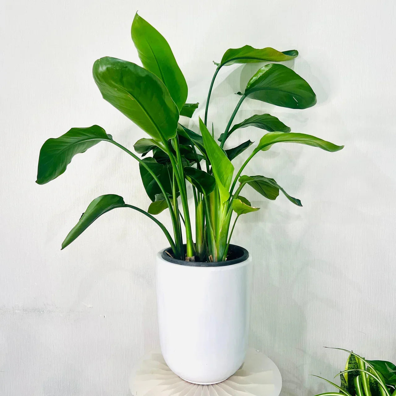 Strelitzia Nicolai Care Guide UAE: Grow a Healthy Bird of Paradise