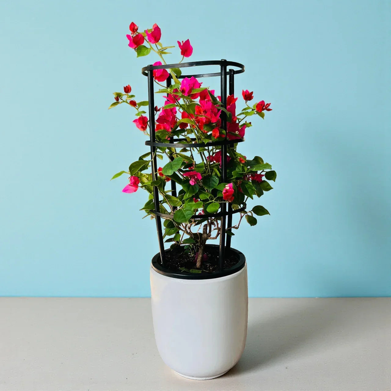 Bougainvillea Plant Care Guide for Dubai & UAE