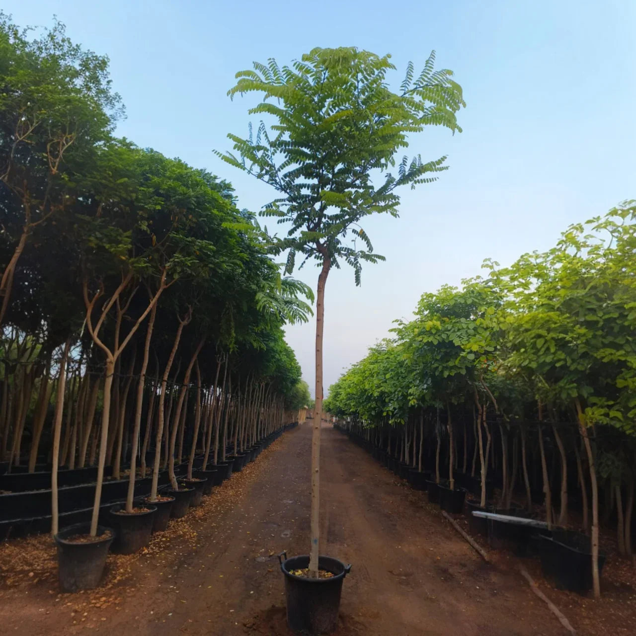 Cassia Javanica Plant Care Guide for Dubai &amp; UAE