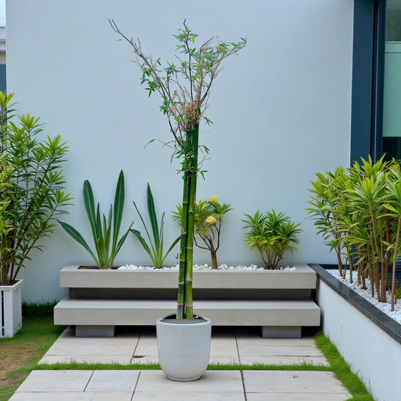Bambusa Green – Tropical Bamboo Plant Care Guide for the UAE