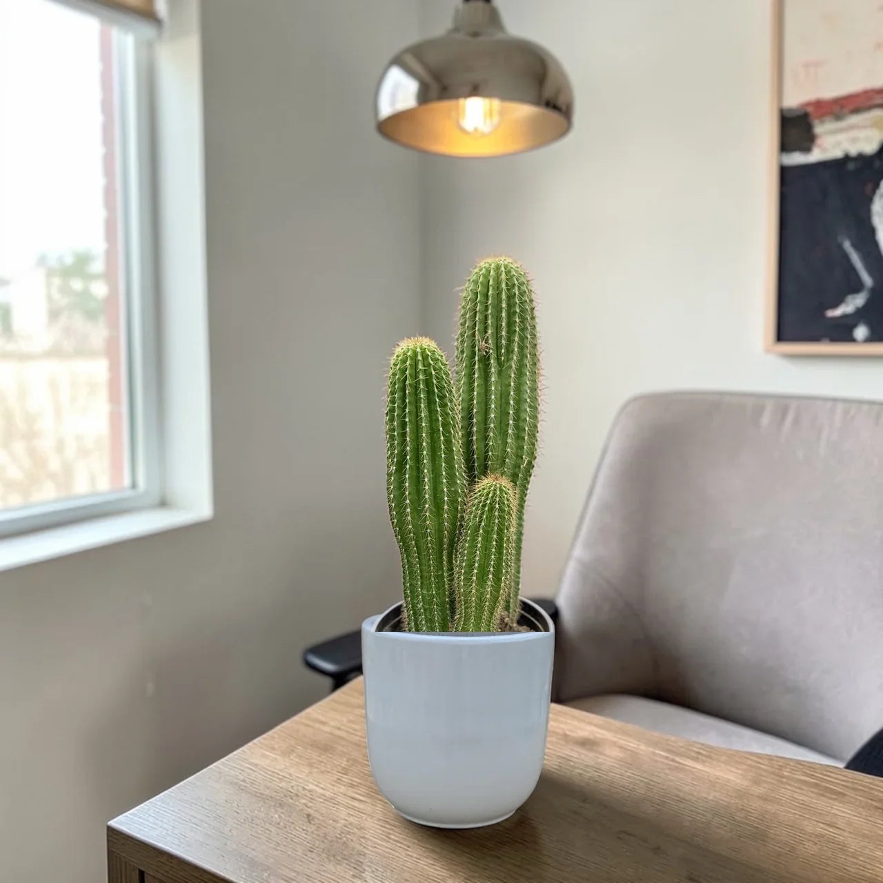 Golden Saguaro / Cone Cactus Plant Care Guide for the UAE