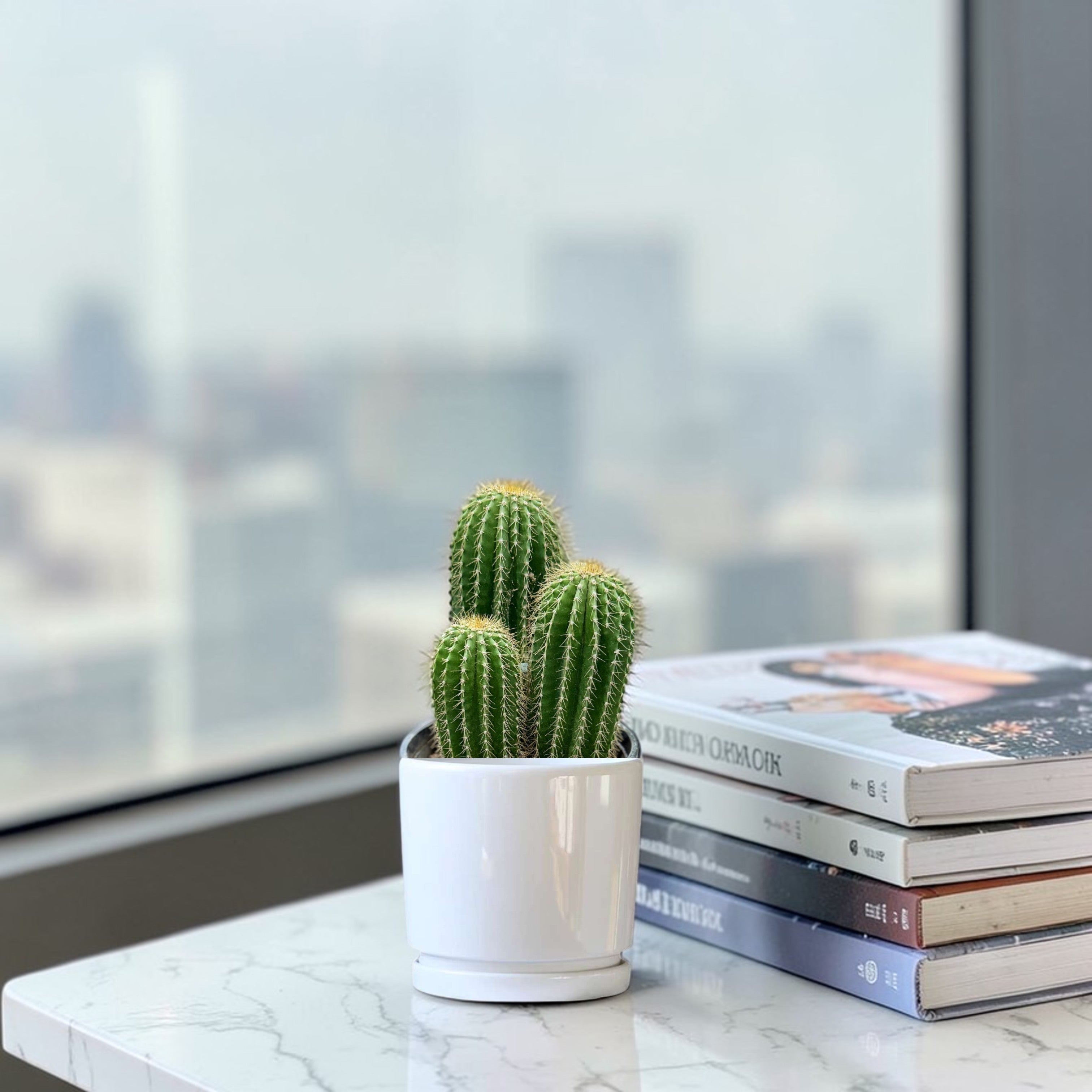 Indoor Cactus Care in UAE: Complete Growing & Maintenance Guide