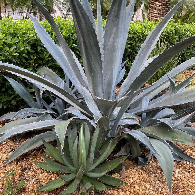 Agave Americana – Century Plant Care Guide for the UAE